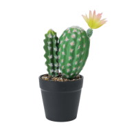 CACTUS EN POT 25CM 3 ASSORTIS