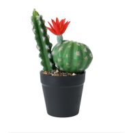CACTUS EN POT 25CM 3 ASSORTIS