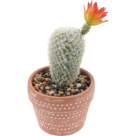 CACTUS EN POT D'ARGILE 3 MODELES ASSORTIS