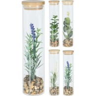 PLANTE EN VERRE AVEC COUVERCLE EN BAMBOU 16 CM