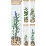 PLANTE EN VERRE AVEC COUVERCLE EN BAMBOU 16 CM
