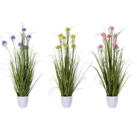 PLANTE EN POT 6 ASSORTIS