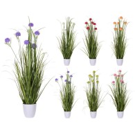 PLANTE EN POT 6 ASSORTIS