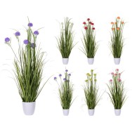 PLANTE EN POT 6 ASSORTIS