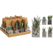 PLANTE DÉCORATIVE EN POT 13 CM