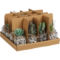 PLANTE DÉCORATIVE EN POT 13 CM